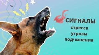 Сигналы стресса, угрозы и подчинения у собак. Язык тела. Как не надо общаться с собакой