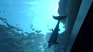 Аквариум Генуя (Acquario di Genova). Детские впечатления от дельфинов)