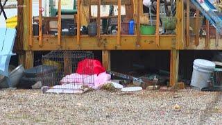EXCLUSIVE: Video shows conditions after 134 animals taken from Indiana home