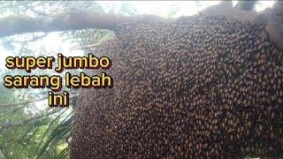 saat petualangan Madu hutan liar # moster jumbo