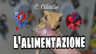 ALIMENTAZIONE del geco CILIATUS in base alle stagioni.