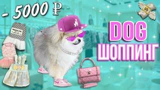 Подарила СОБАКЕ 5000₽ Купила одежду, аксессуары, гаджеты… DOG МОДА️ #зоотовары #моясобака