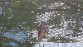 Morning Hawk