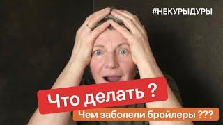 Что делать? Чем болеют цыплята бройлеров?