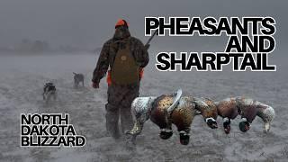 BLIZZARD BIRDS: North Dakota Pheasant & Sharptail Hunting Public Land!