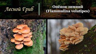 Опёнок зимний (Flammulina velutipes)