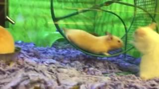 Hamster Has Epic Fail on Running Wheel