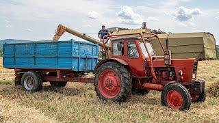 Fortschritt E512 Mtz 50 + Eb7 "2024" Búza Aratás I Vissza az időben