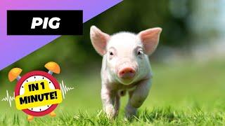 Pig - In 1 Minute!  One Of The Most Intelligent Animals In The World | 1 Minute Animals