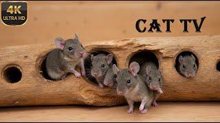 Cat TV Games: Mouse Play Toys| Mice Hide & Seek for Cats to watch | New Part