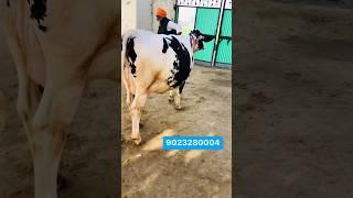 Hf Cow For Sale | Hf Cow For Sale In Punjab