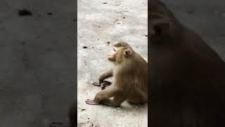 Wild monkey bokep jepang Short monkey funny