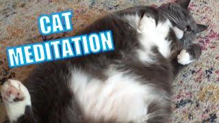 Cat meditation