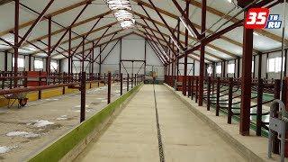 Новая ферма на 200 коров готовится к запуску в Верховажском районе