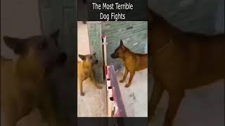 The Most Terrible Dog Fights