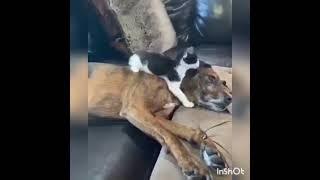 Dog an Cat funny video animals