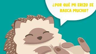 ¿Por qué mi erizo se rasca mucho? | Erizoo México