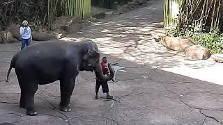 Thailand, Bangkok | Outdoor elephant circus show in open air zoo in Marine Park | WTAB