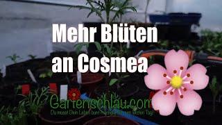 Cosmea mehr Blütentriebe pro Pflanze // Gartenschlau.com