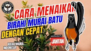 3 Cara Meningkatkan Birahi Burung Murai Batu Dengan Cepat