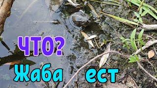 Что едят жабы?