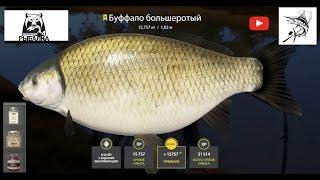 Буффало ТРОФЕЙ | русская рыбалка 4 ахтуба | Русская рыбалка 4 | russian fishing 4 | РР 4 |