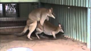 Reproducing Kangaroo Mating Animals