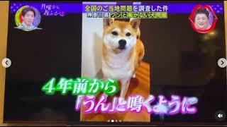 柴犬 さくちゃん うん  ウン