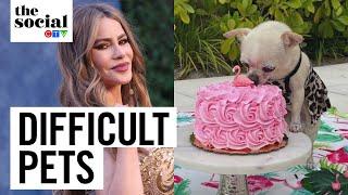 Sofía Vergara’s dog hates her | The Social