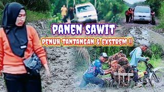 PANEN SAWIT !! PENUH TANTANGAN DAN JALAN NYA EXSTREM @MANG TOMO CHANNEL