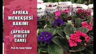 Afrika Menekşesinin Bakımı ve Çoğaltılması, African Violet Care, Bakımında Püf Noktalar, Sorunları