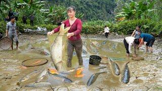 Harvest A Lot Of Big Fish Goes to the market sell - Take care vegetable | Phuong Daily Harvesting