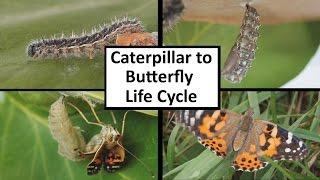 Caterpillar to Butterfly Life Cycle