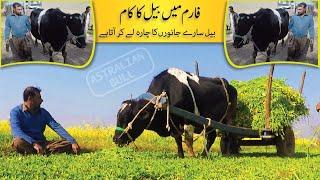 The Bull is Working Hard in farm | farming with australian  bull ( village life daily routine)