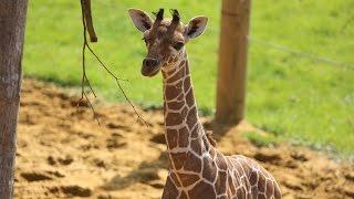 Baby giraffe gives its mum the run around!