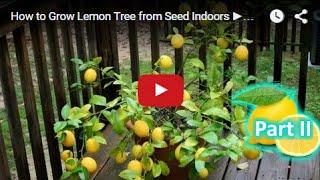 How to Grow Lemon Tree from Seed Indoors FAST Part 2