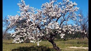 L'amandier : culture, plantation, taille, entretien, récolte