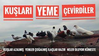 kuşlar azalmış yemler çoğalmış ilaçlar hazır neler oluyor kümeste