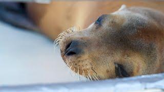 Georgia Aquarium Joins Marine Mammal Care Center to Rehabilitate California Sea Lions