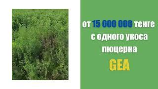 от 15 000 000 тенге с 65 гектар! СУПЕР ПРИБЫЛЬ! Люцерна GEA творит чудеса!