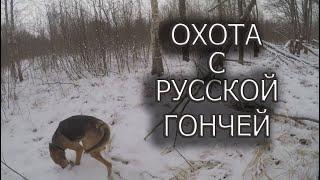 Охота с Русским гончим, козлы испортили охоту