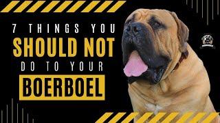 7 Things You Should Never Do With A Boerboel