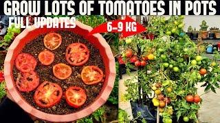 How To Grow Tomatoes At Home (SEED TO HARVEST)