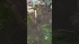 mancing nila #mancing #videoshort #mancingmaniamantab #ikan #fishing #mancingmania