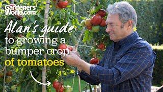 Caring for tomatoes