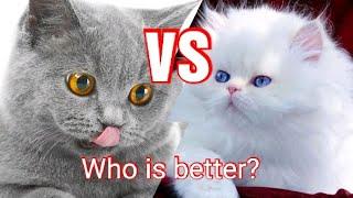 British shorthair cat  Persian cat. WHO IS BETTER?  Part 2 . | Cherry the kitten. |