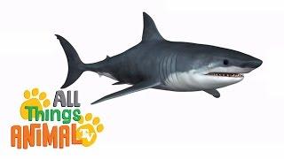 * SHARK * | Animals For Kids | All Things Animal TV