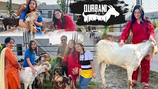 QURBANI KA JANWAR LY LEA  | Papa Ny Dhokha Dea  | Itny Sary Hiran 