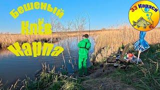 Бешенный Клев Карпа на Платном Пруду Клевый Черноморец #рыбалка #carpfishing #видеорыбалка #fishing