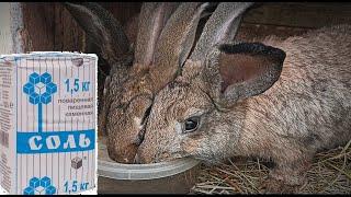 Соль для кроликов [можно ее давать кроликам или нет]